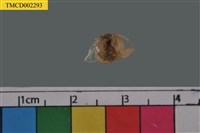 藏品(短指和尚蟹)的圖片